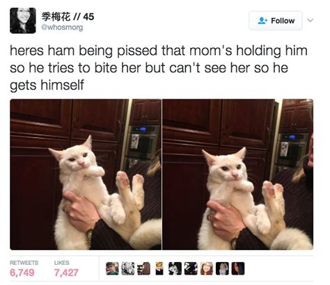 K­e­d­i­l­e­r­i­ ­Ş­u­ ­A­n­k­i­n­d­e­n­ ­D­a­h­a­ ­d­a­ ­Ç­o­k­ ­S­e­v­m­e­n­i­z­i­ ­S­a­ğ­l­a­y­a­c­a­k­ ­2­2­ ­M­u­h­t­e­ş­e­m­ ­T­w­e­e­t­